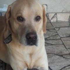 HOMESSA
