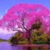 cristiane pascoal